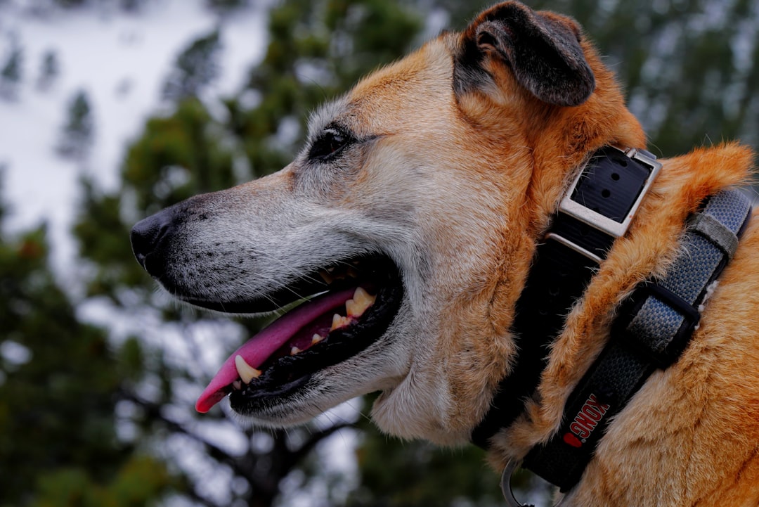 Upptäck vår hundpejl test – favoriter för jakten illustration